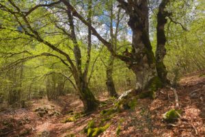 Parco Nazionale d'Abruzzo,Lazio e Molise - Flora