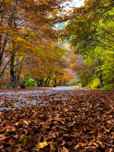 Camosciara - Parco Nazionale d'Abruzzo,Lazio e Molise