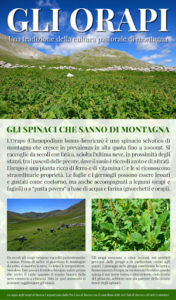 Orapi - Cosa Sono e Proprietà